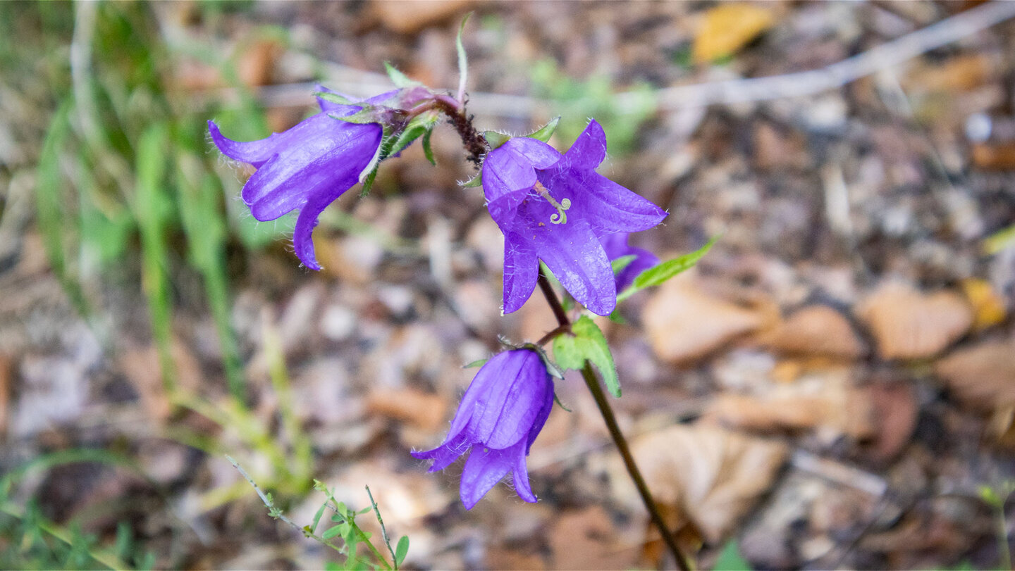 Nesselblättrige Glockenblume