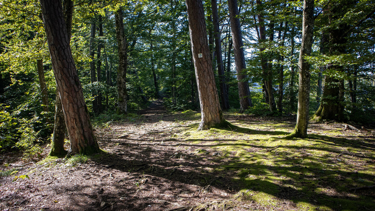 Wanderweg im Donautal