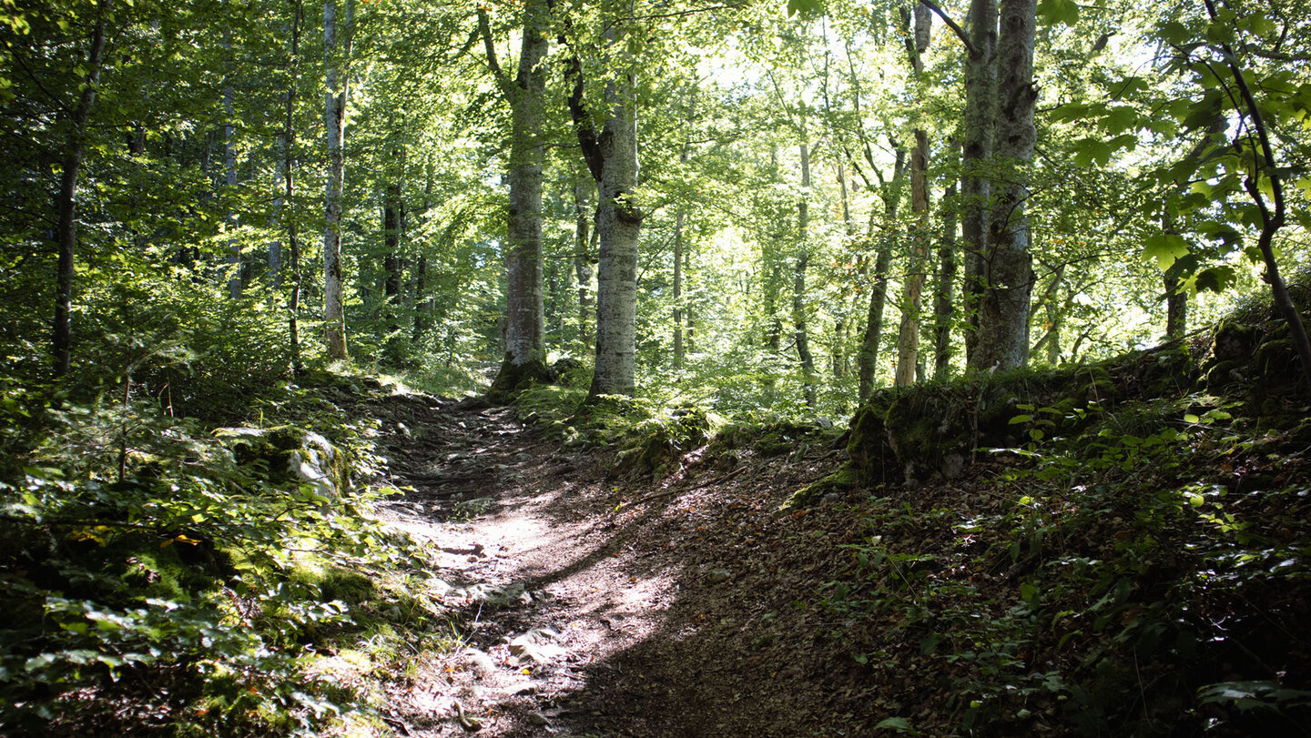 Wanderroute zur Ruine Falkenstein