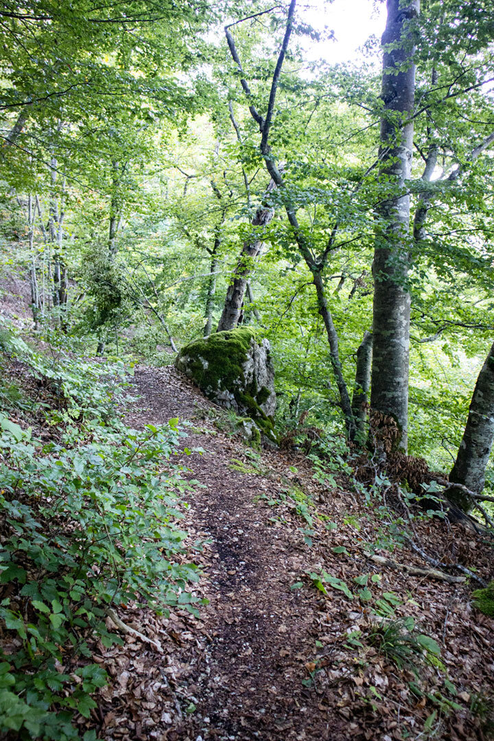 Waldpfad beim Traumfels