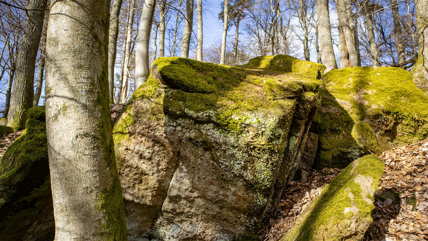 Felsen am Zwergberg bei der Hohen Loog im Pfälzerwald