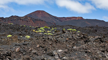 erste Pflanzen auf den Lavafeldern beim Vulkan Teneguía