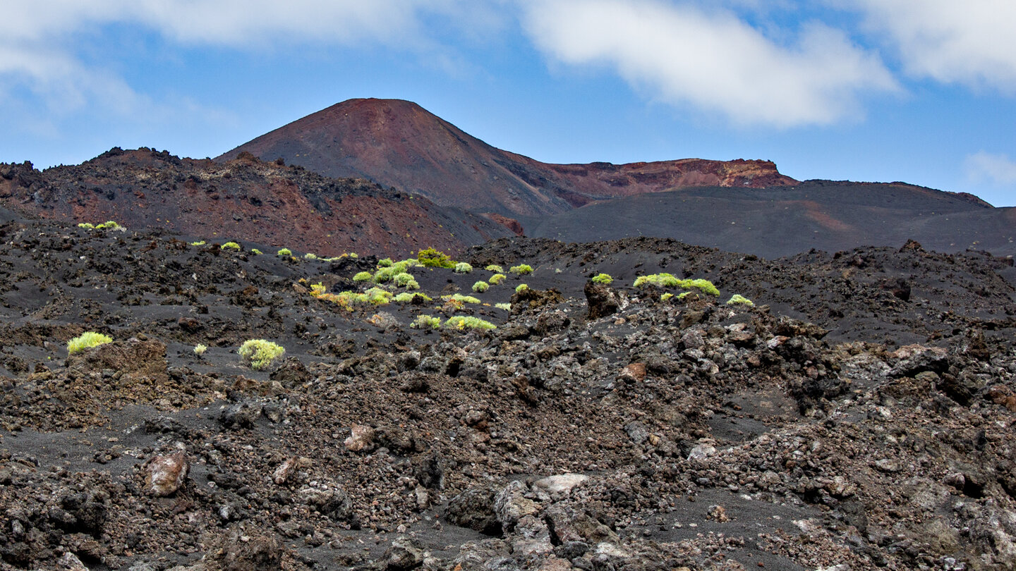 erste Pflanzen auf den Lavafeldern beim Vulkan Teneguía erste Pflanzen auf den Lavafeldern beim Vulkan Teneguía
