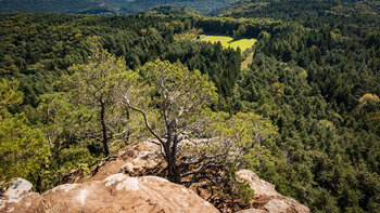 Ausblick vom Heidenpfeiler über den Pfälzerwald