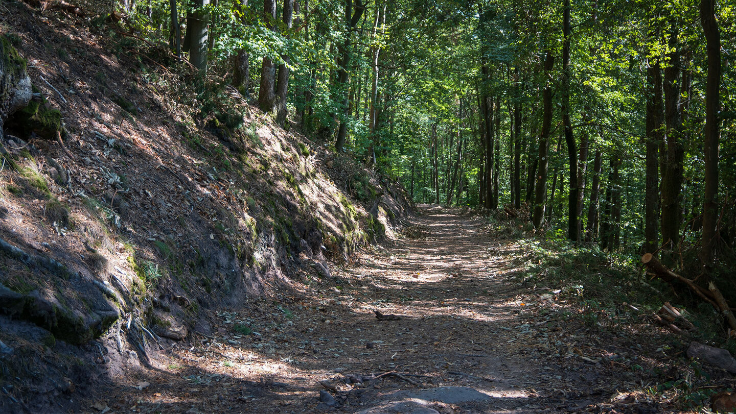 der schattiger Wanderweg im dichten Mischwald bei Bundenthal Wanderweg bei Bundenthal