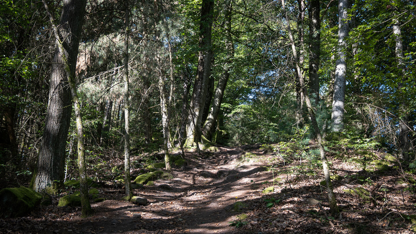 die Jüngstberg-Tour führt hauptsächlich auf Pfaden durch den Pfälzerwald Pfad der Jüngstberg-Tour durch den Pfälzerwald