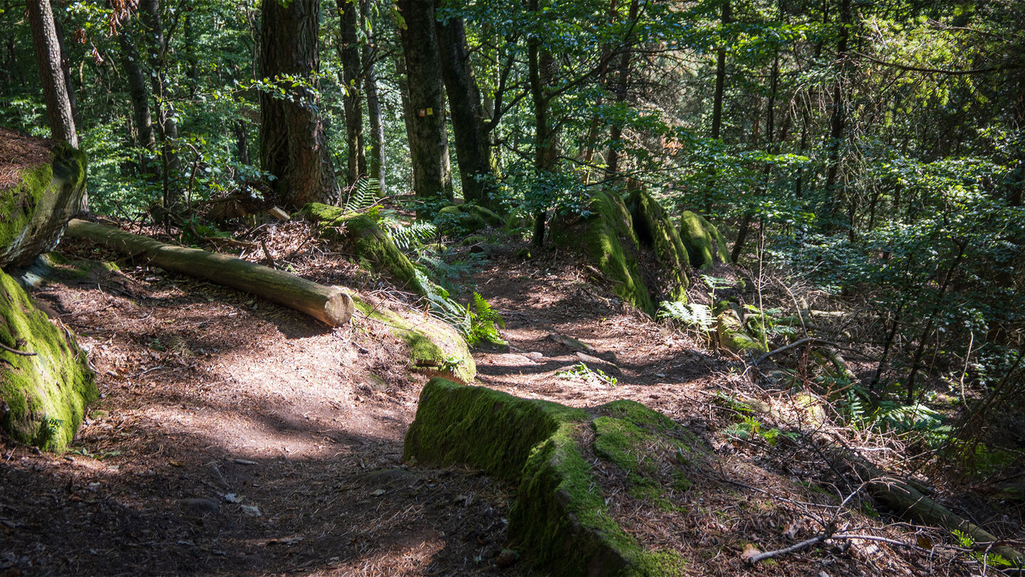 Bemooste Felsen entlang der Jüngstberg-Tour Bemooste Felsen der Jüngstberg-Tour