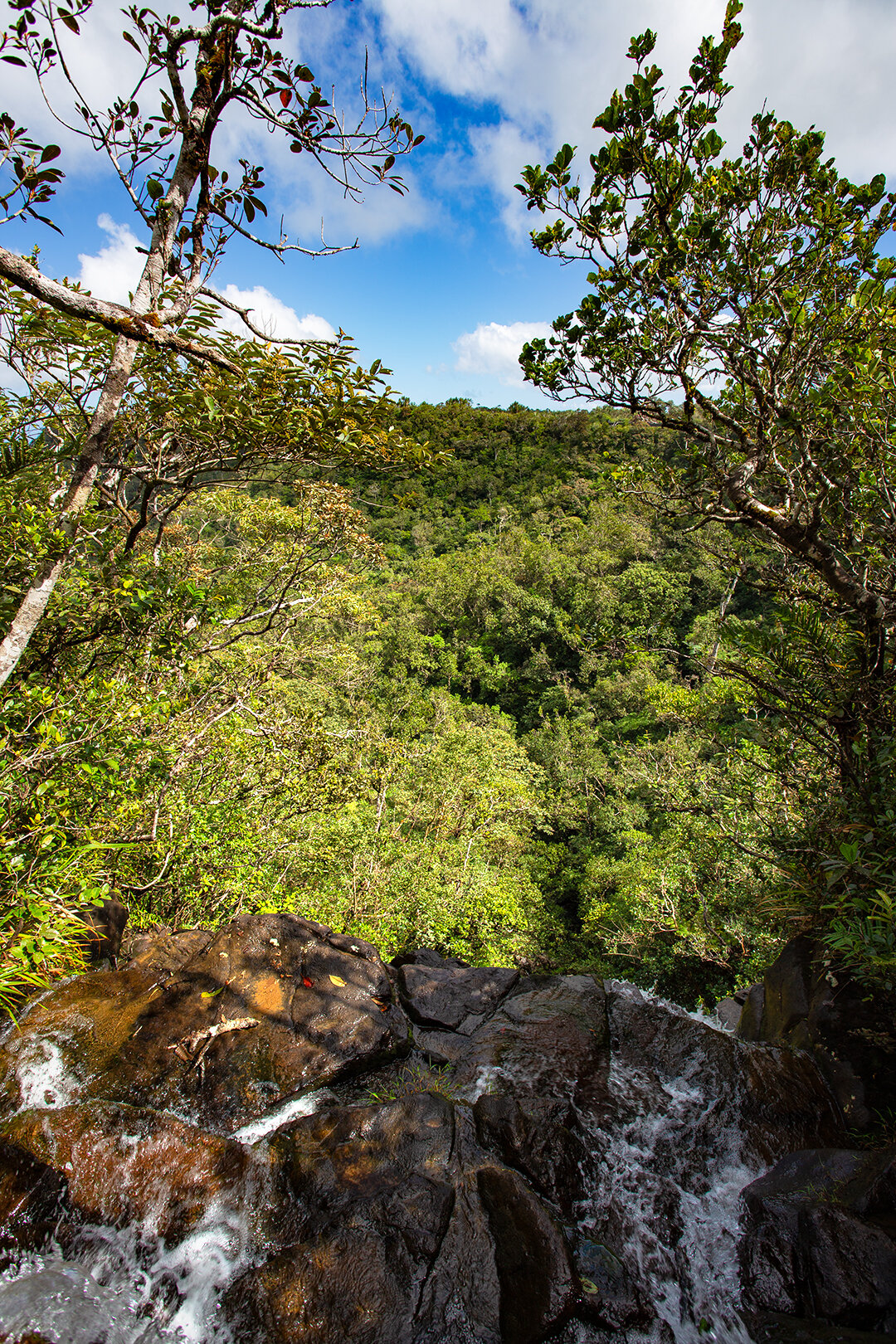 Regenwald unterhalb der Alexandra Falls im Black River Gorges Nationalpark auf Mauritius Regenwald unterhalb der Alexandra Fall im Black River Gorges Nationalpark