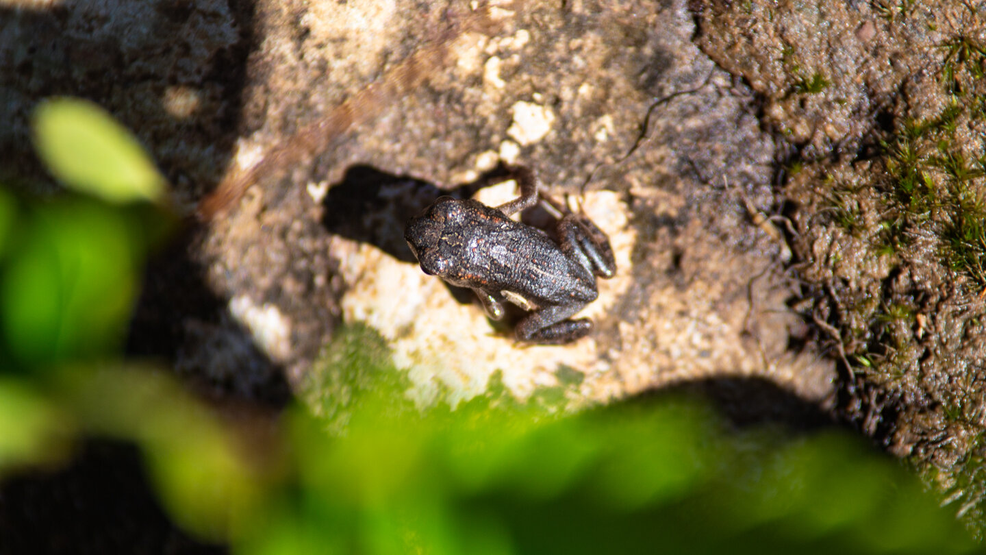 ein Frosch sitzt auf einem Felsen bei den Alexandra Falls auf Mauritius ein Frosch sitzt auf einem Felsen bei den Alexandra Falls