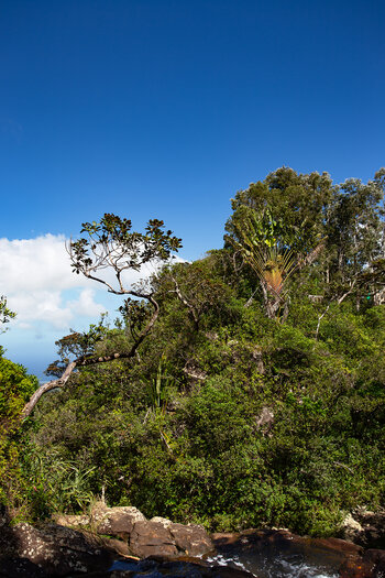 üppige Vegetation an den Alexandra Falls