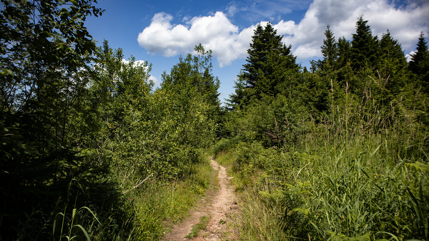 die Wanderung startet an der Alexanderschanze im Nationalpark Schwarzwald