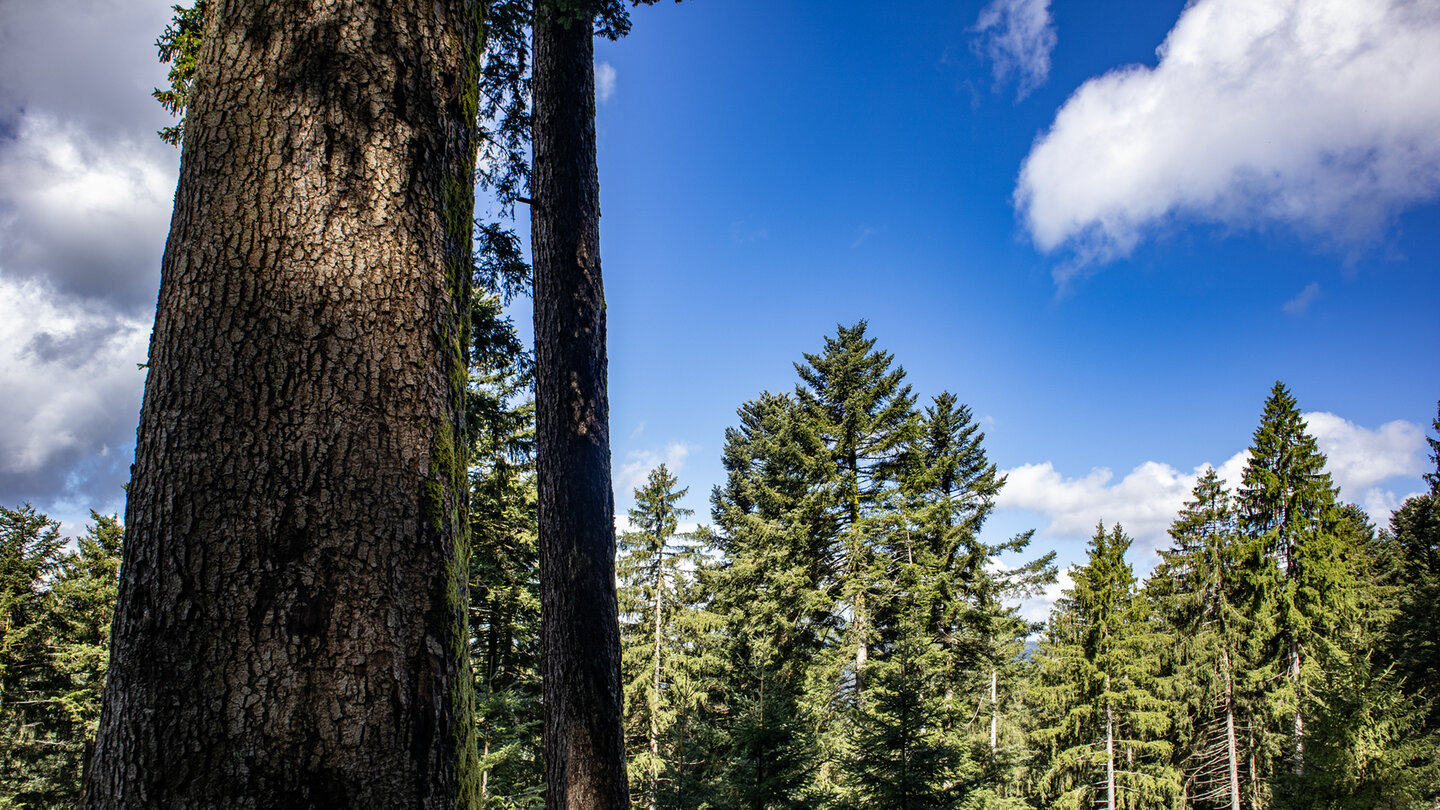 Teile der Wanderroute führen durch den Nationalpark Schwarzwald