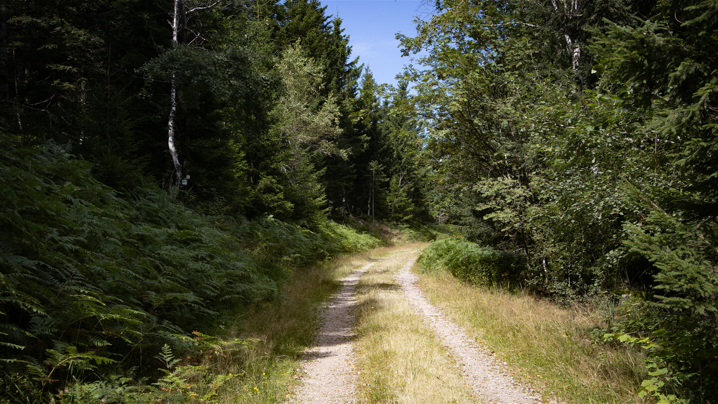 einige Passagen Richtung Teufelskanzel führen über bequeme Forstwege