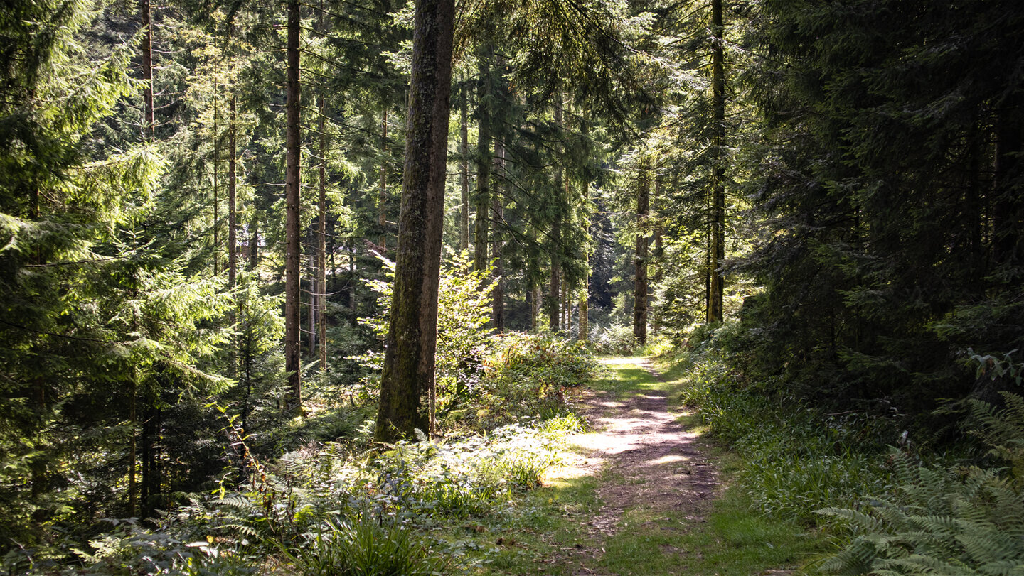der Wanderweg führt zur Sexauer Hütte, an der das Griesbächle entspringt