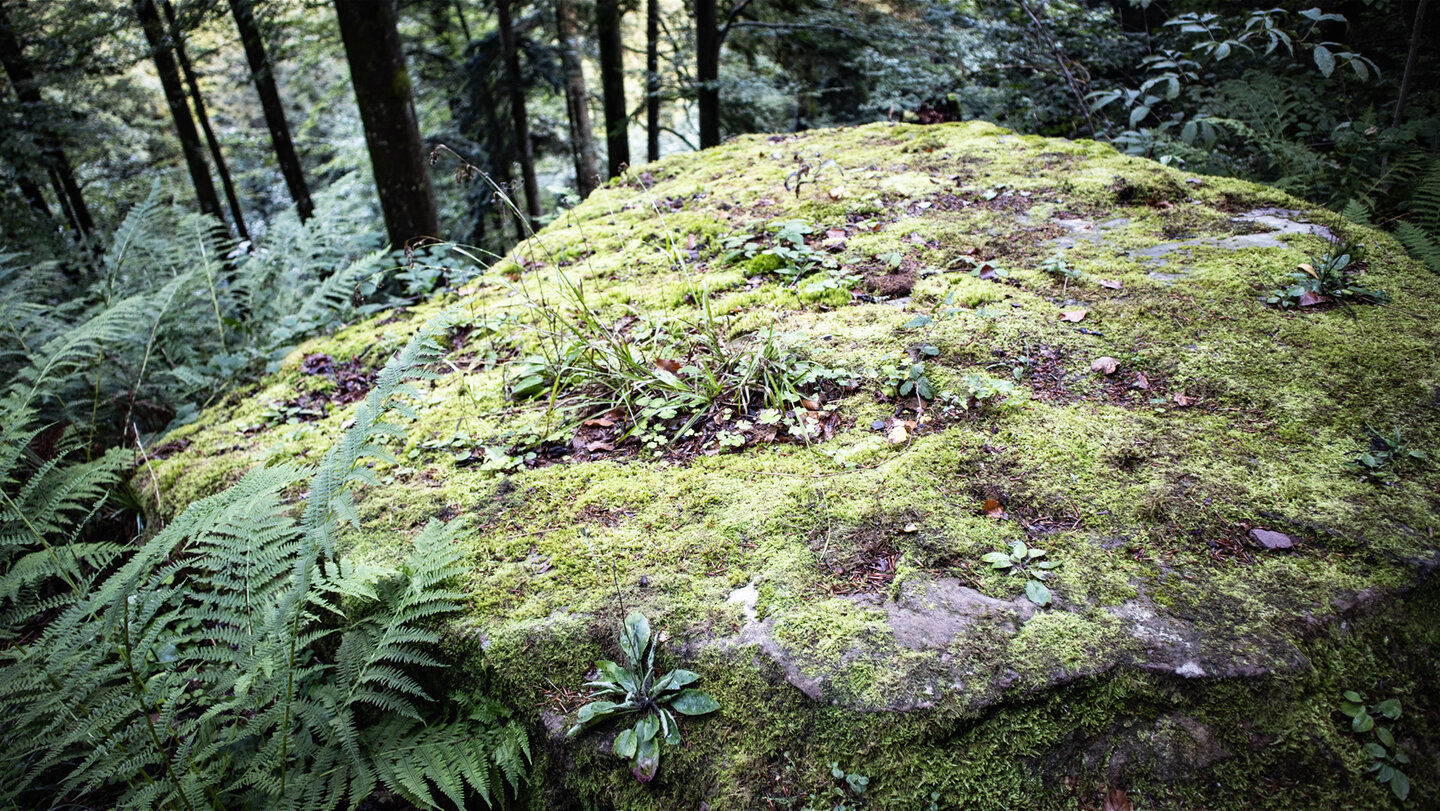 bemooste Felsen beeindrucken entlang des Weges zum Wasserfall