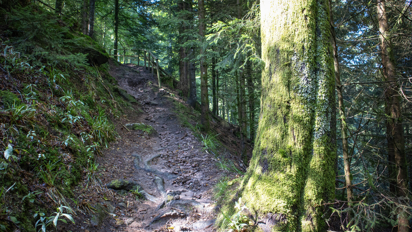 ein steiler Wurzelweg führt hinauf zum Griesbacher Wasserfall