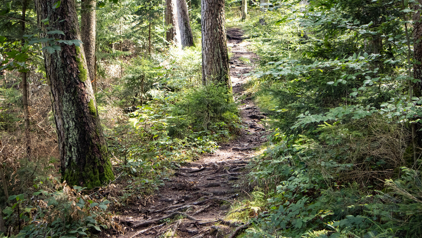 ein wildromantischer Wurzelpfad führt die Wanderung zum Kreuzkopf im Schwarzwald
