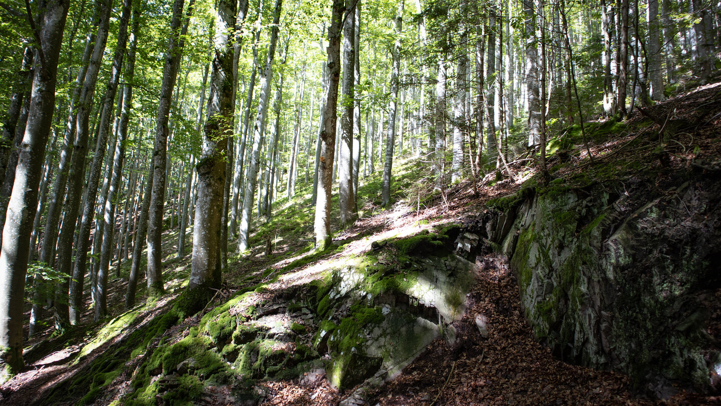 der Abstieg nach Bad Griesbach erfolgt durch einen sonnendurchfluteten Buchenwald