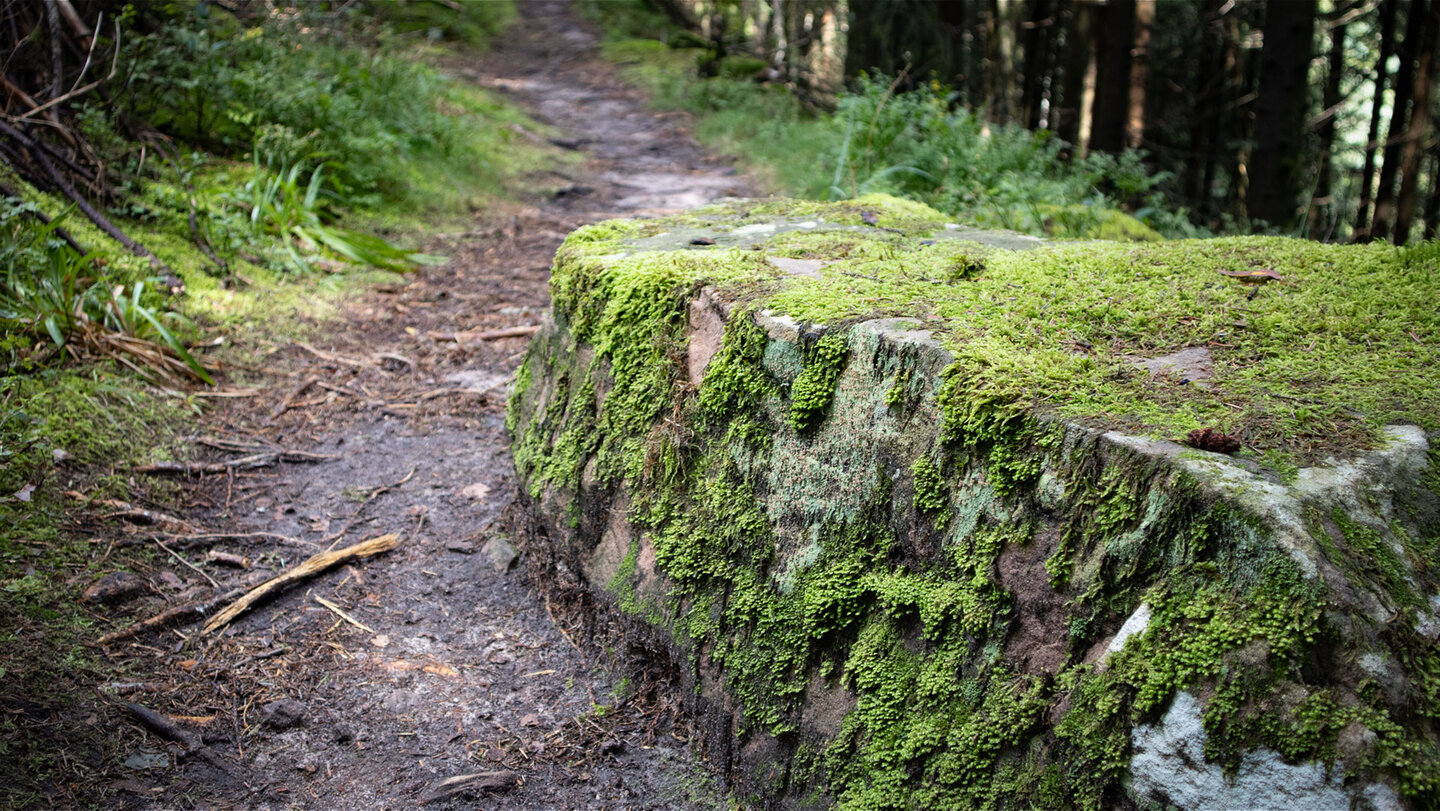 Wurzelpfade sind Teil der Wanderung - hier auf dem Weg zur Marienruhe