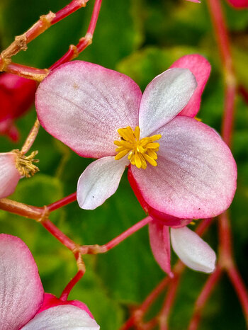 Begonienblüte im Monte Palace Tropical Garden auf Madeira
