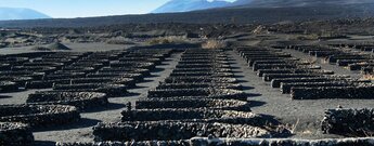 die Rebflächen von La Geria auf Lanzarote mit dem Vulkanpark im Hintergrund