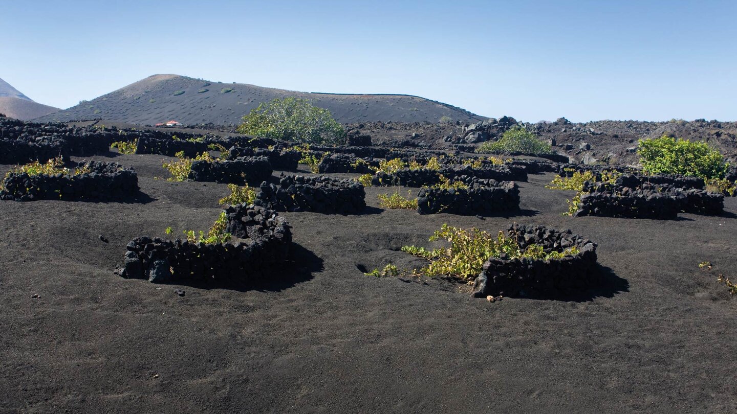 die Rebpflanzungen im schwarzen Vulkansand von La Geria