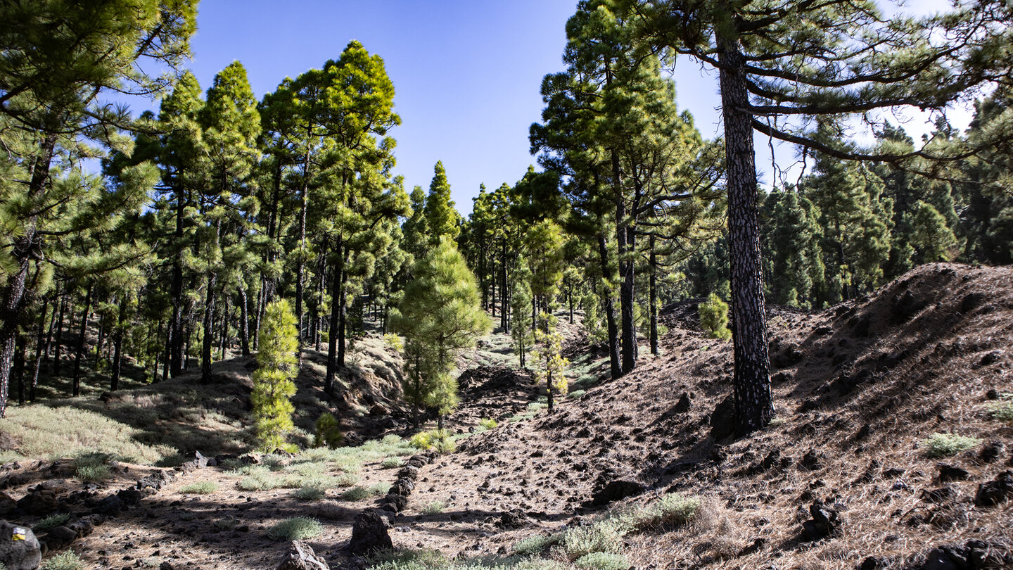 GR 130 im Kiefernwald