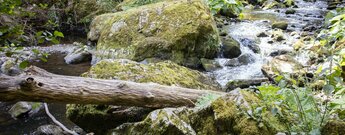 Bachlauf der Haslach