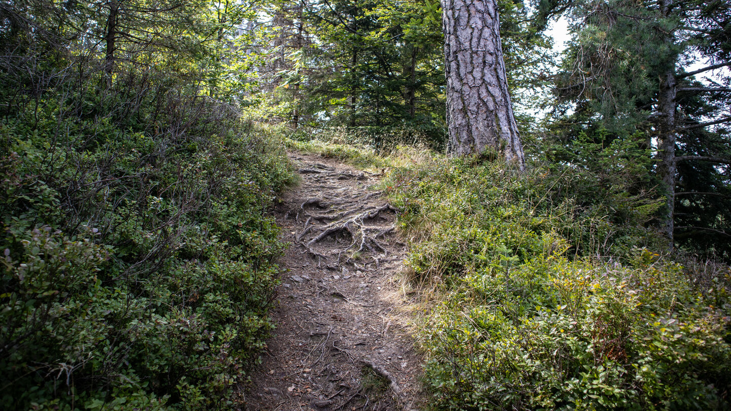 Wanderweg am Lehenkopf