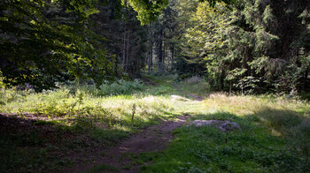 die Wanderroute verläuft durch Mischwald nach Rüttewies