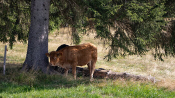 Stierweide am Wanderweg