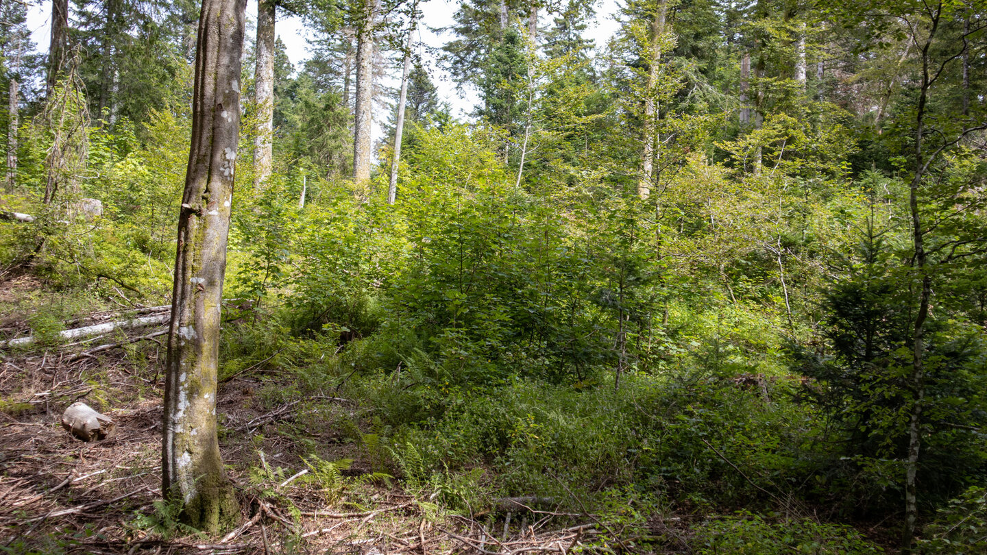 Wanderung durch lichten Buchenwald