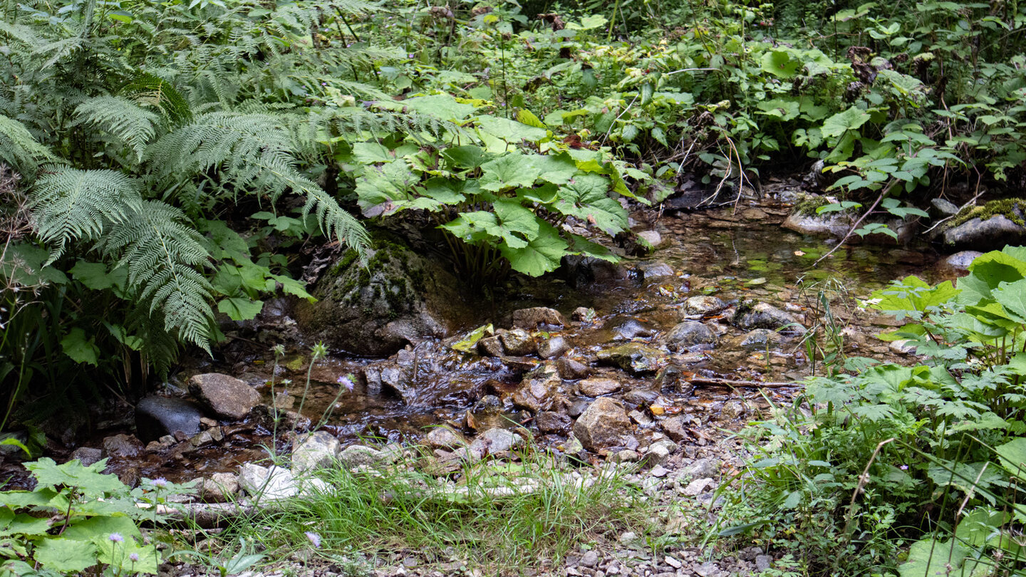 Bachlauf der Hochwehra