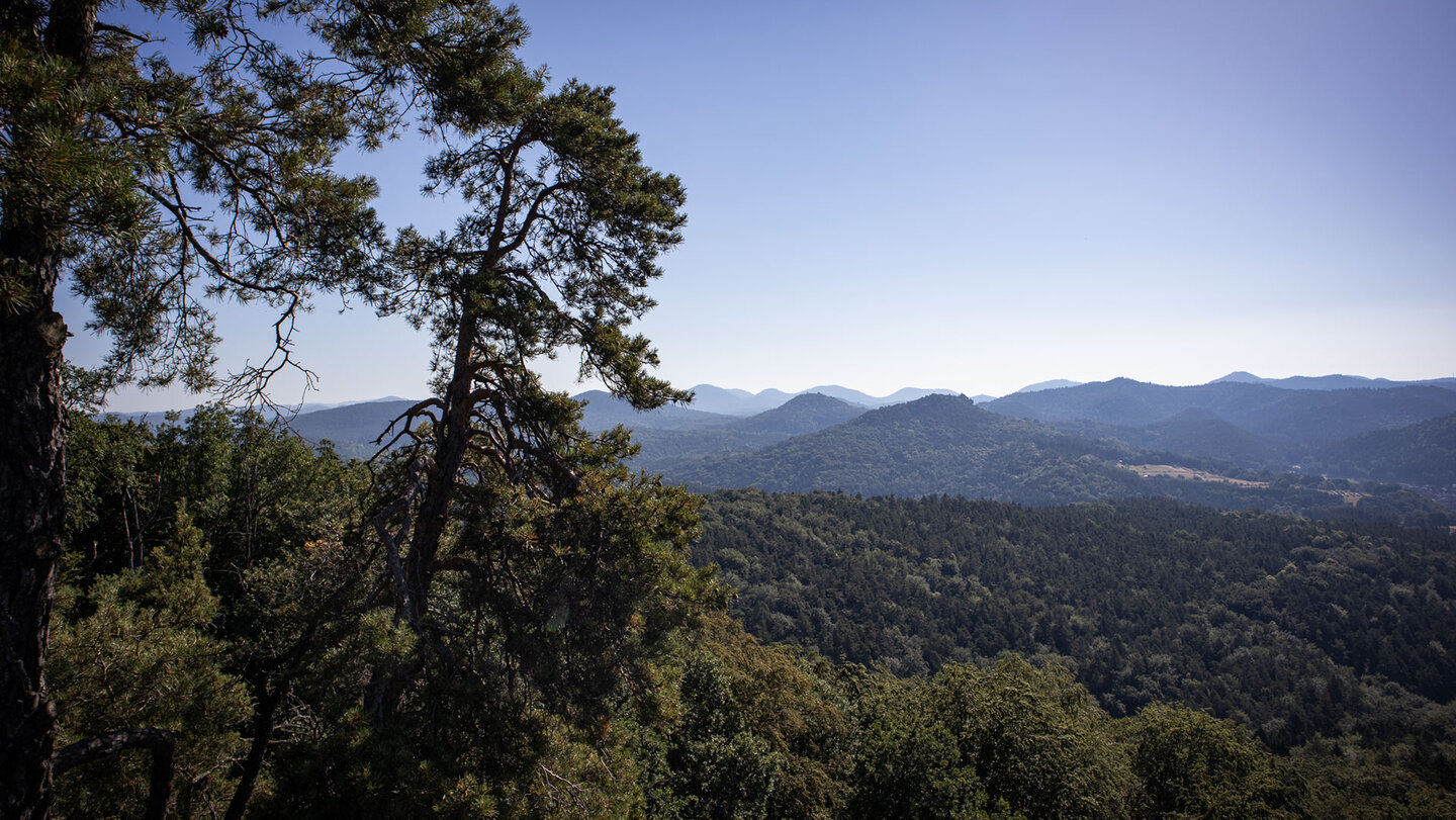 Fernblick über Berge und Täler des Pfälzerwaldes vom Buhlsteinpfeiler.
