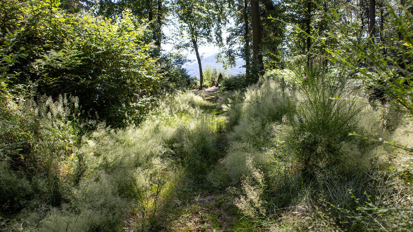 Üppig wuchert die Vegetation auf dem Löffelsberg.