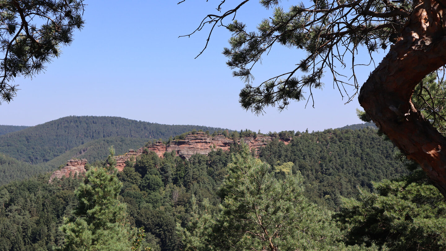 Gewaltig erhebt sich das Buntsandsteinriff des Langwalderfels aus dem Wald.