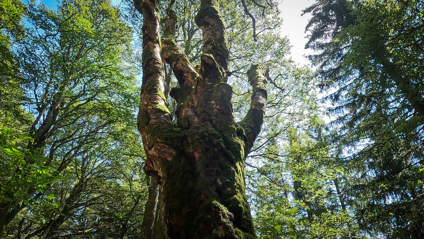 alte Buche im Hochschwarzwald