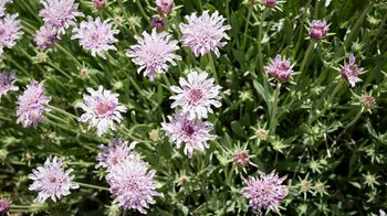 der rosa blühende des Behaarte Federkopf gedeiht entlang der Wanderung zum Roque del Almendro