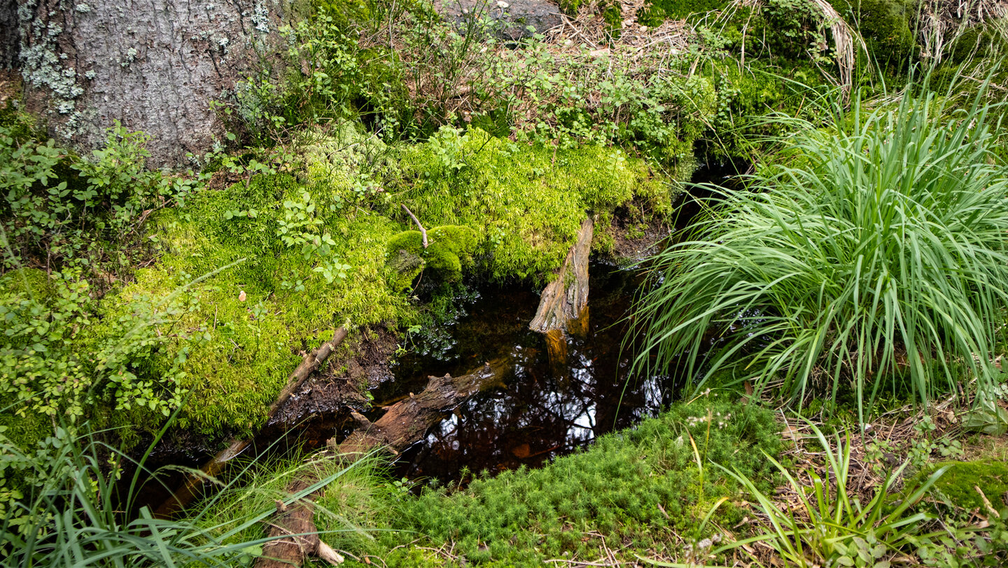 Natur- und Waldschutzgebietes Kaltenbronn