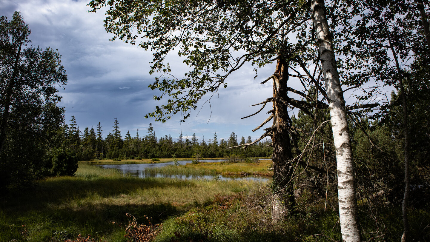 der Große Hohlohsee im Hochmoor
