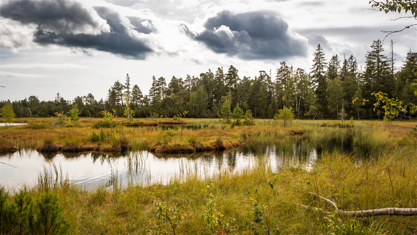 der Wildsee bei Kaltenbronn