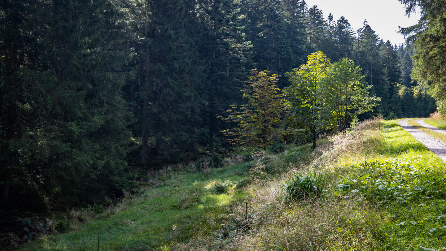 Nadelwald entlang der Wanderung über Wildsee und Hohloh