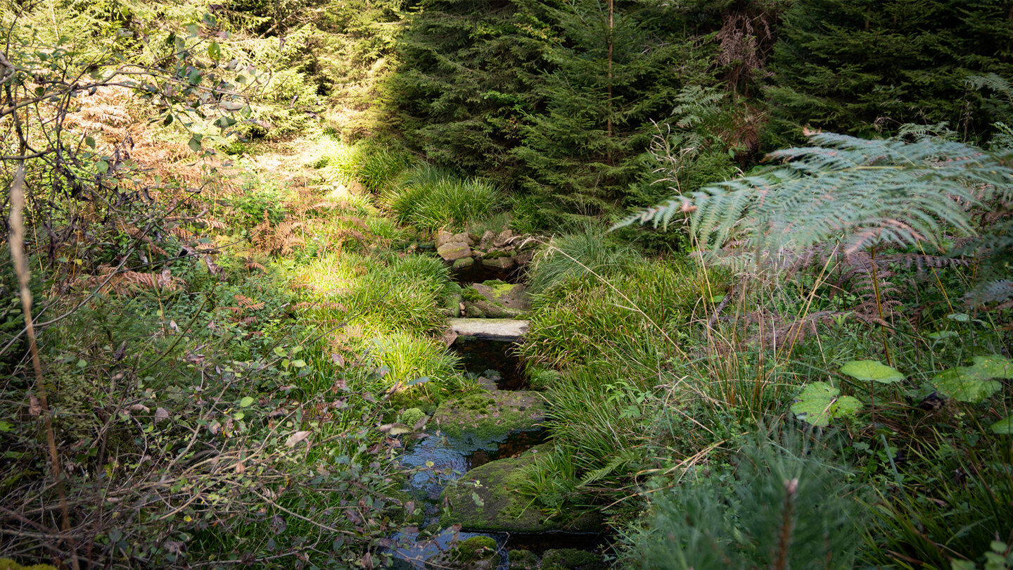 Bachlauf am Seegraben