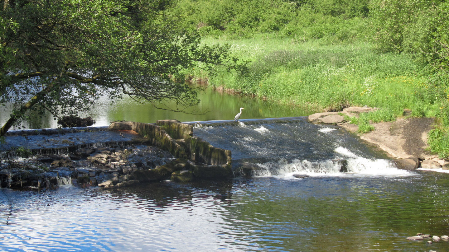 Reiher am Endrick Water von der Gartness Bridge