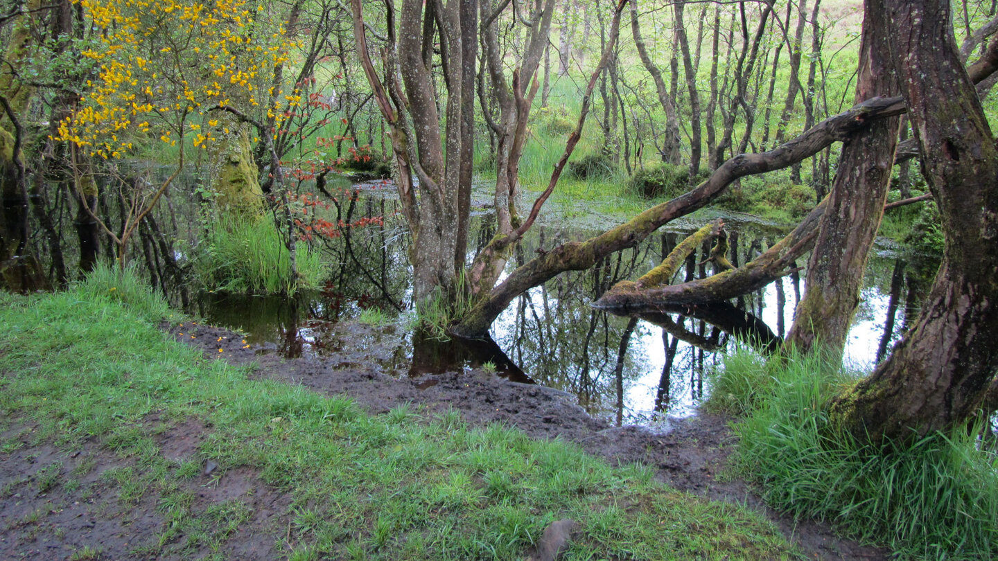 Sumpfgebiete am West Highland Way