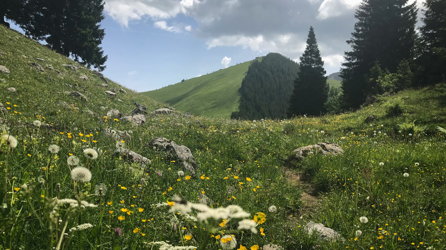 in Blüte stehende Bergwiesen am Wanderpfad blühende Bergwiesen am Wanderpfad
