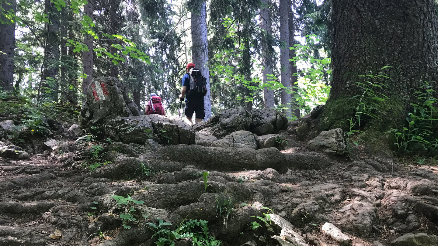wurzeliger Wanderpfad zum Aiplspitz Wanderpfad zum Aiplspitz