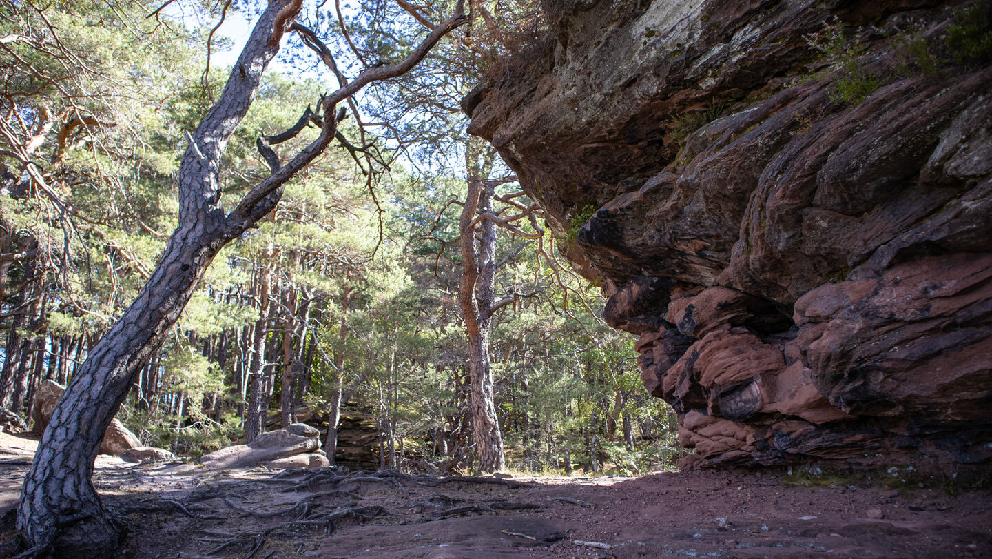 Felswand am Kahlen Felsen bei Hauenstein mit geschichteten Sandsteinlagen, Kiefernstämmen und Felsblöcken am Boden