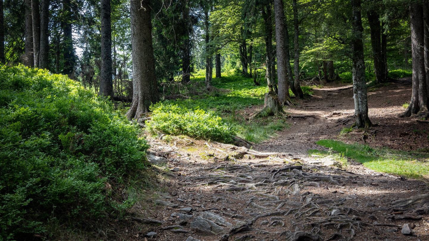 der Abstieg vom Herzogenhorn zum Feldbergpass erfolgt über Wurzelpfade und Pisten