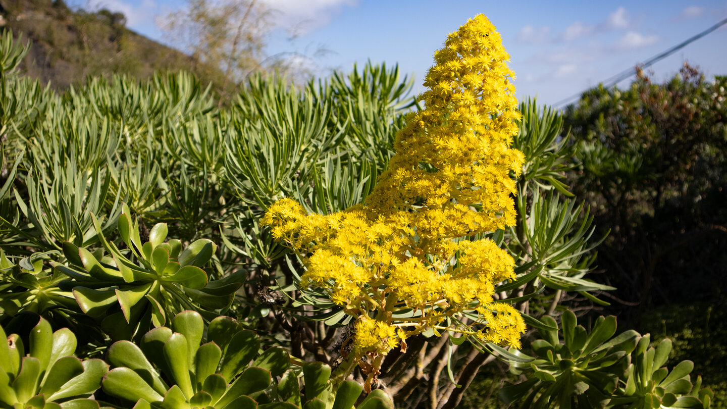 Aeoniumblüte am Wanderweg